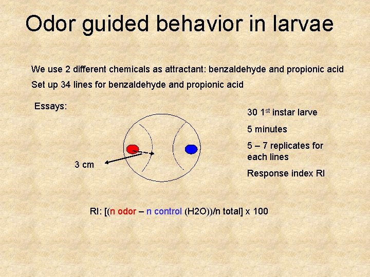 Odor guided behavior in larvae We use 2 different chemicals as attractant: benzaldehyde and