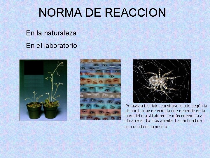 NORMA DE REACCION En la naturaleza En el laboratorio Parawixia bistriata: construye la tela