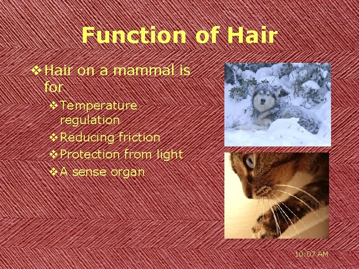 Function of Hair v Hair on a mammal is for v. Temperature regulation v.