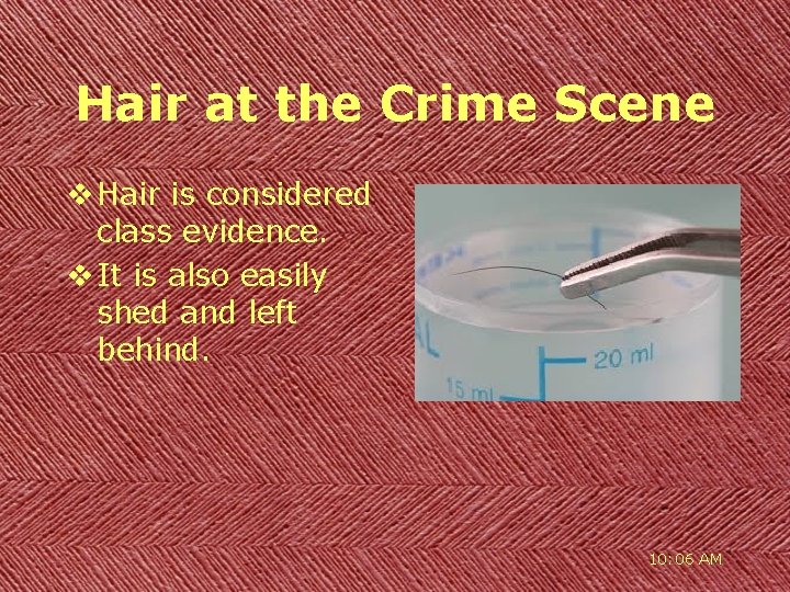 Hair at the Crime Scene v Hair is considered class evidence. v It is