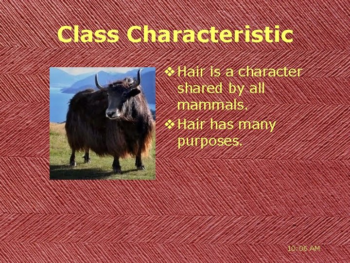 Class Characteristic v Hair is a character shared by all mammals. v Hair has