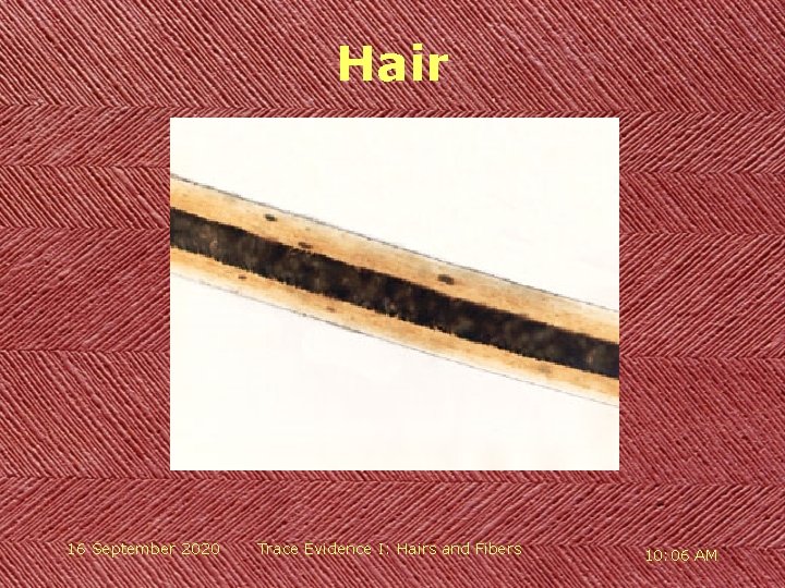 Hair 16 September 2020 Trace Evidence I: Hairs and Fibers 10: 06 AM 