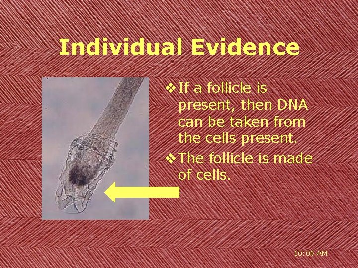 Individual Evidence v If a follicle is present, then DNA can be taken from