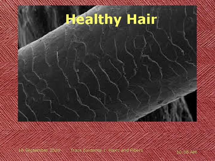 Healthy Hair 16 September 2020 Trace Evidence I: Hairs and Fibers 10: 06 AM