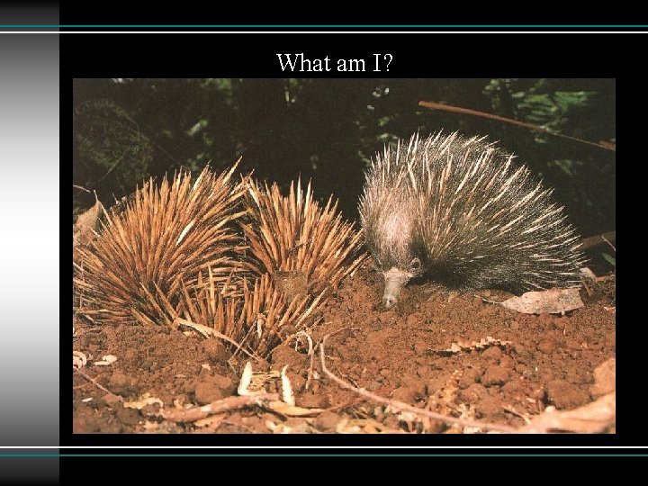 What am I? 