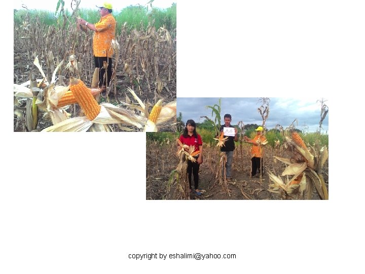 copyright by eshalimi@yahoo. com 