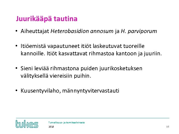 Juurikääpä tautina • Aiheuttajat Heterobasidion annosum ja H. parviporum • Itiöemistä vapautuneet itiöt laskeutuvat