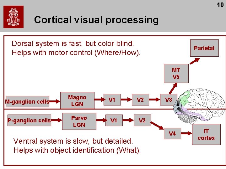 10 Cortical visual processing Dorsal system is fast, but color blind. Helps with motor