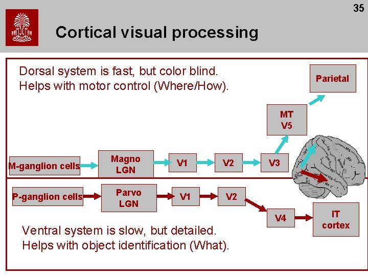 35 Cortical visual processing Dorsal system is fast, but color blind. Helps with motor