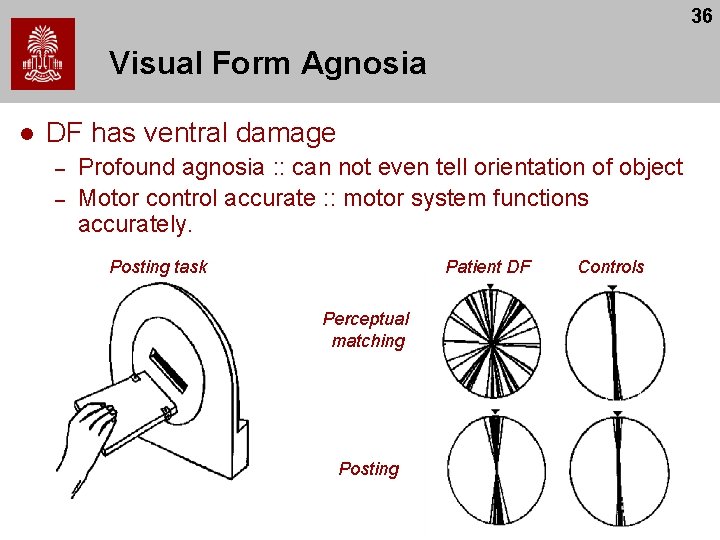 36 Visual Form Agnosia l DF has ventral damage – – Profound agnosia :