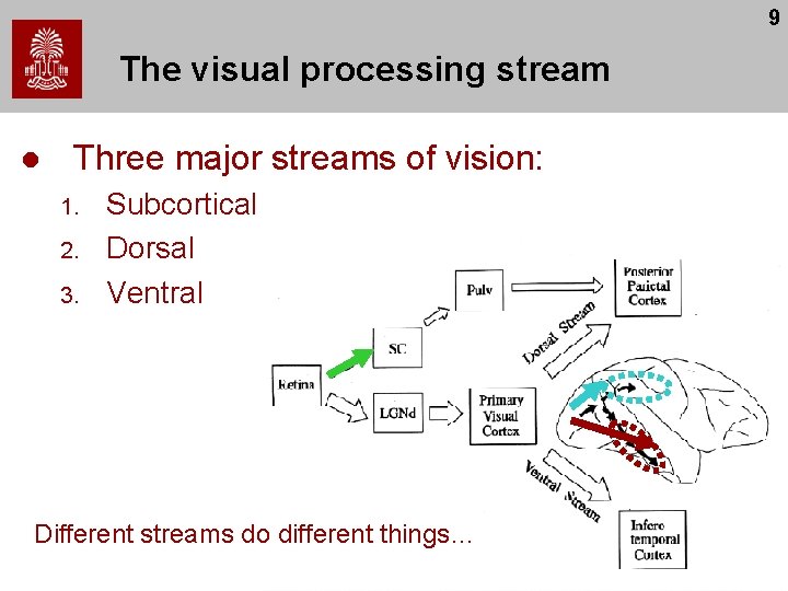 9 The visual processing stream l Three major streams of vision: 1. 2. 3.