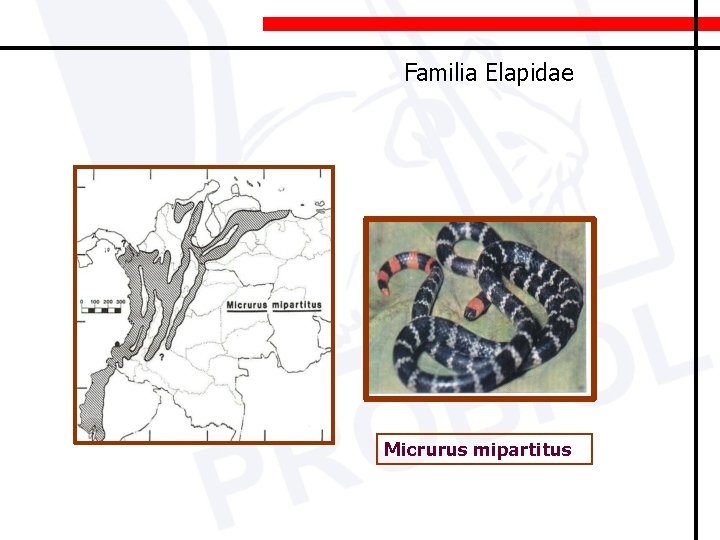 Familia Elapidae Micrurus mipartitus 