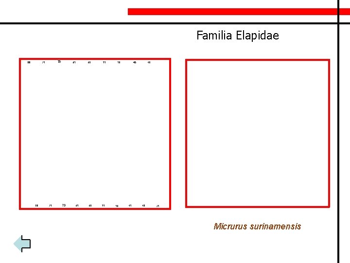 Familia Elapidae 80 70 75 80 75 65 70 60 65 60 55 55