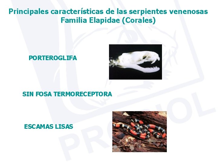 Principales características de las serpientes venenosas Familia Elapidae (Corales) PORTEROGLIFA SIN FOSA TERMORECEPTORA ESCAMAS