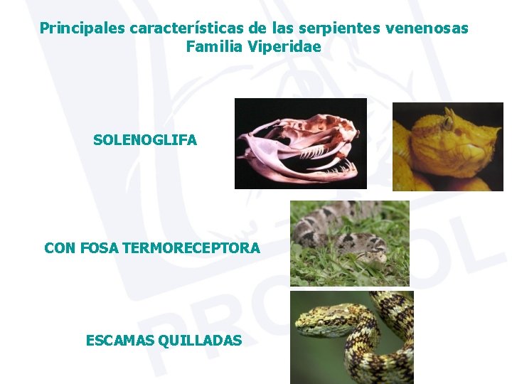 Principales características de las serpientes venenosas Familia Viperidae SOLENOGLIFA CON FOSA TERMORECEPTORA ESCAMAS QUILLADAS