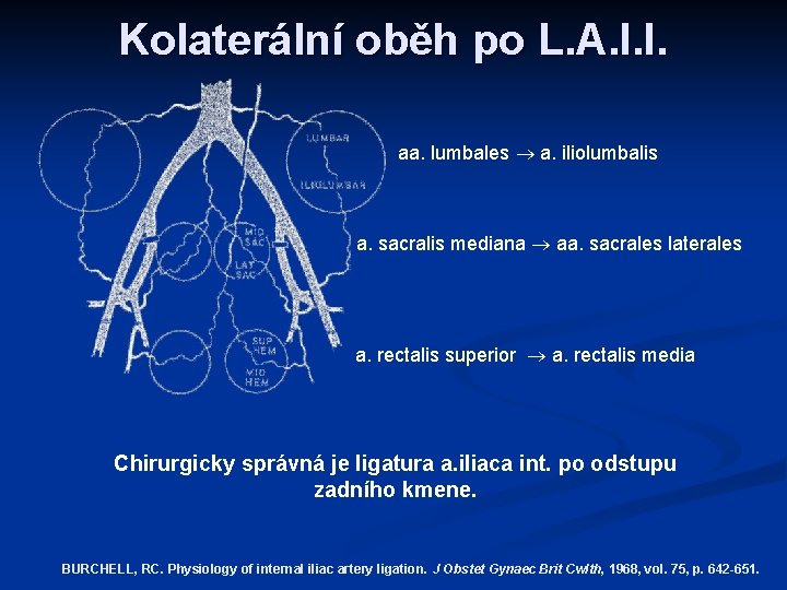 Kolaterální oběh po L. A. I. I. aa. lumbales a. iliolumbalis a. sacralis mediana