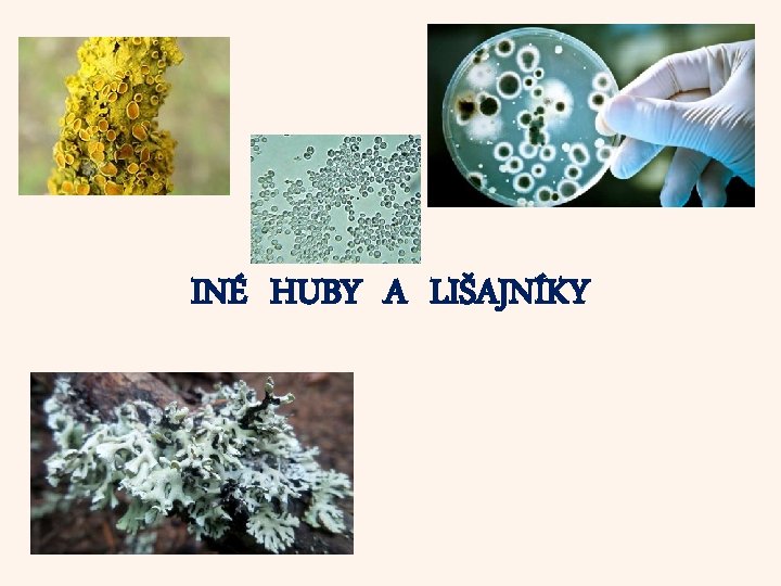 INÉ HUBY A LIŠAJNÍKY 