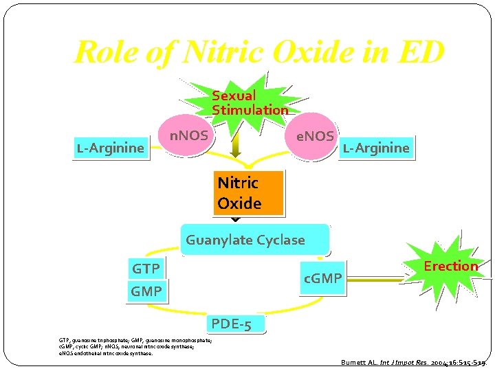 Role of Nitric Oxide in ED Sexual Stimulation L-Arginine n. NOS e. NOS L-Arginine