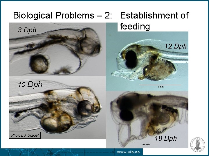Biological Problems – 2: Establishment of feeding 3 Dph 12 Dph 10 Dph Photos: