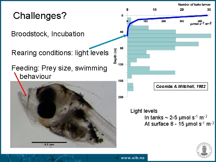 Challenges? Broodstock, Incubation Rearing conditions: light levels Feeding: Prey size, swimming behaviour Coombs &