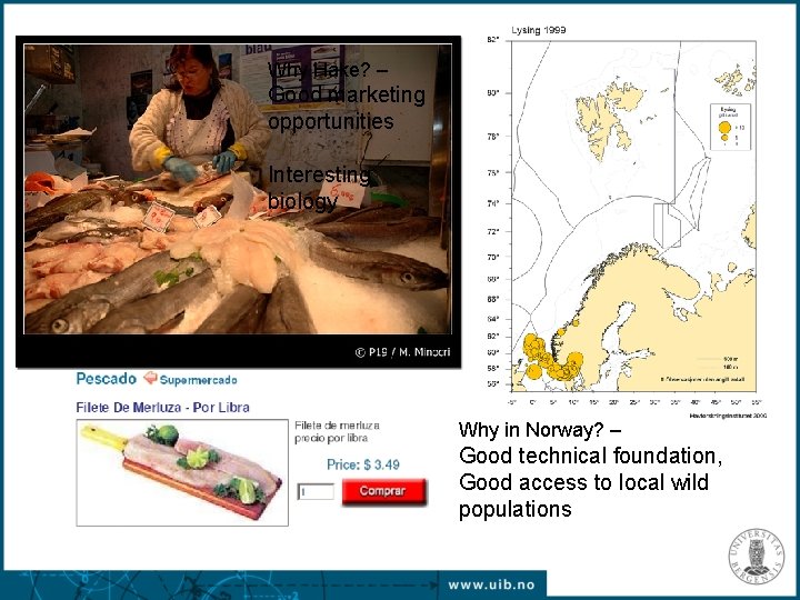 Why Hake? – Good marketing opportunities Interesting biology Why in Norway? – Good technical