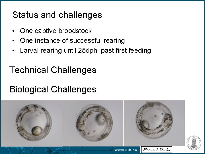 Status and challenges • One captive broodstock • One instance of successful rearing •