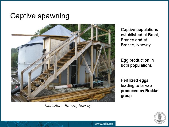 Captive spawning Captive populations established at Brest, France and at Brekke, Norway Egg production