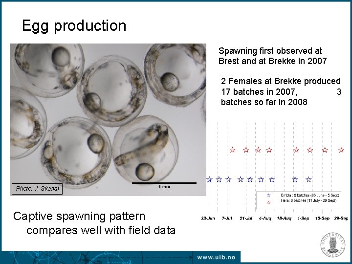 Egg production Spawning first observed at Brest and at Brekke in 2007 2 Females