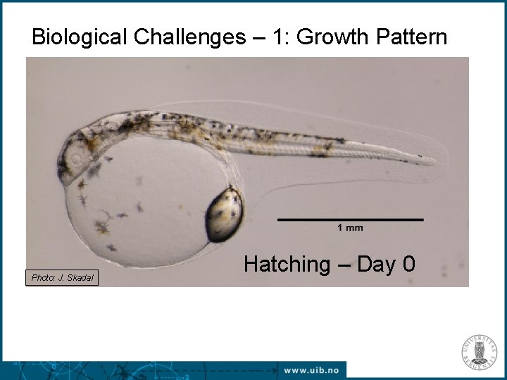 Biological Challenges – 1: Growth Pattern Photo: J. Skadal Hatching – Day 0 
