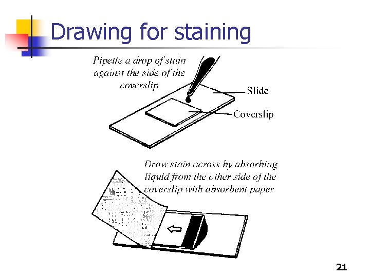 Drawing for staining 21 