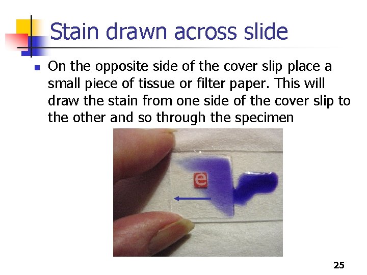 Stain drawn across slide n On the opposite side of the cover slip place