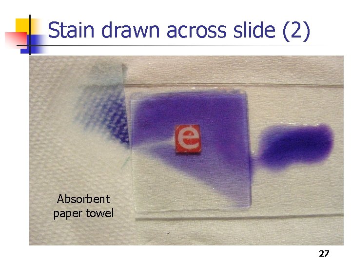 Stain drawn across slide (2) Absorbent paper towel 27 