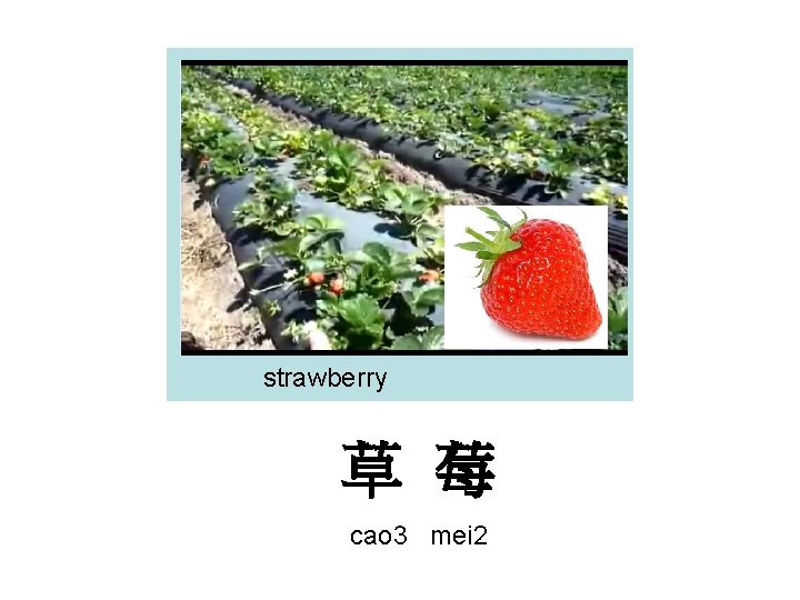 strawberry 草 莓 cao 3 mei 2 