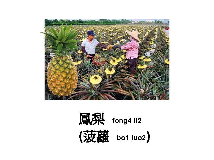 鳳梨 fong 4 li 2 (菠蘿 bo 1 luo 2) 