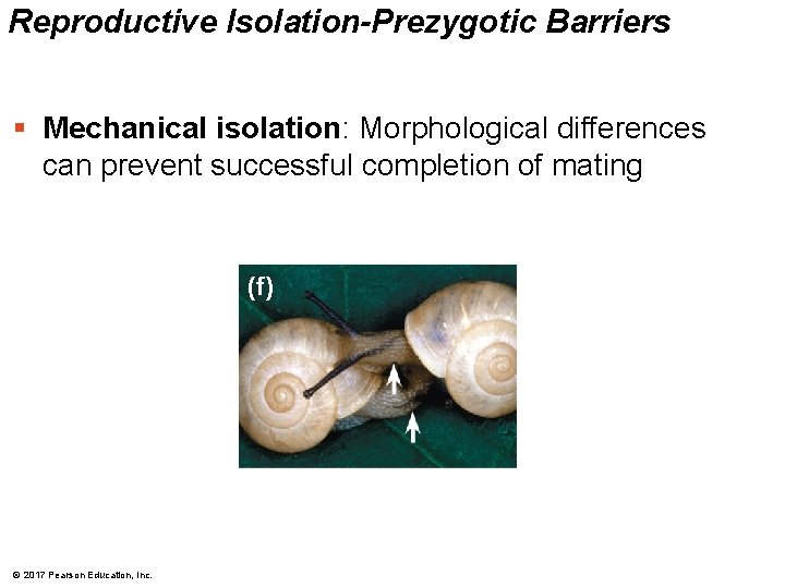 Reproductive Isolation-Prezygotic Barriers § Mechanical isolation: Morphological differences can prevent successful completion of mating