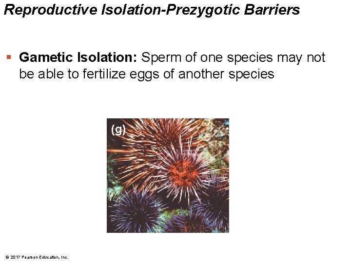 Reproductive Isolation-Prezygotic Barriers § Gametic Isolation: Sperm of one species may not be able