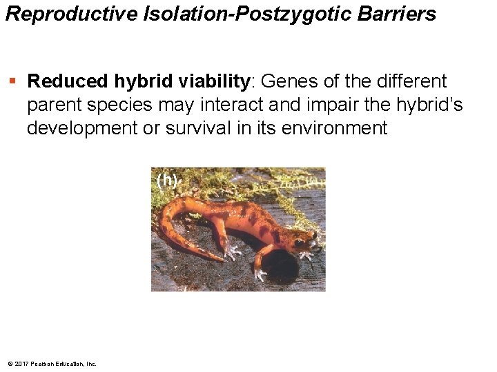 Reproductive Isolation-Postzygotic Barriers § Reduced hybrid viability: Genes of the different parent species may