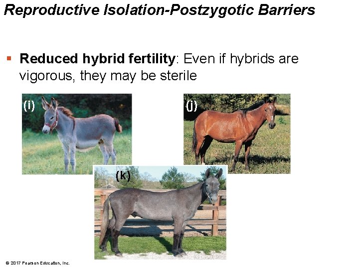 Reproductive Isolation-Postzygotic Barriers § Reduced hybrid fertility: Even if hybrids are vigorous, they may