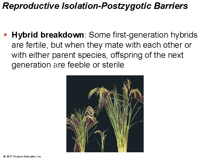 Reproductive Isolation-Postzygotic Barriers § Hybrid breakdown: Some first-generation hybrids are fertile, but when they