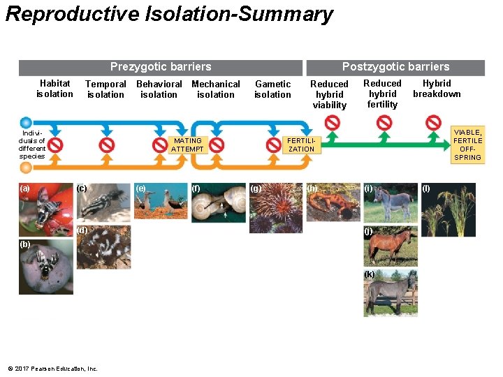 Reproductive Isolation-Summary Prezygotic barriers Habitat isolation Temporal isolation Behavioral Mechanical isolation Individuals of different