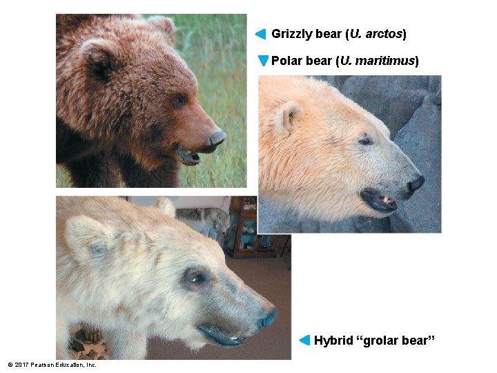 Grizzly bear (U. arctos) Polar bear (U. maritimus) Hybrid “grolar bear” © 2017 Pearson