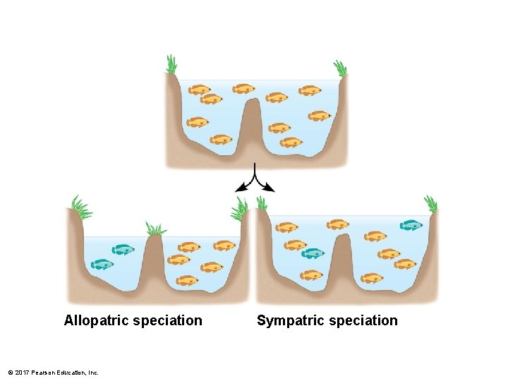 Allopatric speciation © 2017 Pearson Education, Inc. Sympatric speciation 