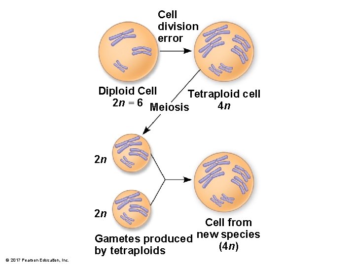 Cell division error Diploid Cell Tetraploid cell 2 n = 6 Meiosis 4 n