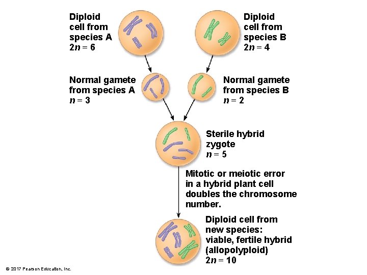 Diploid cell from species A 2 n = 6 Normal gamete from species A