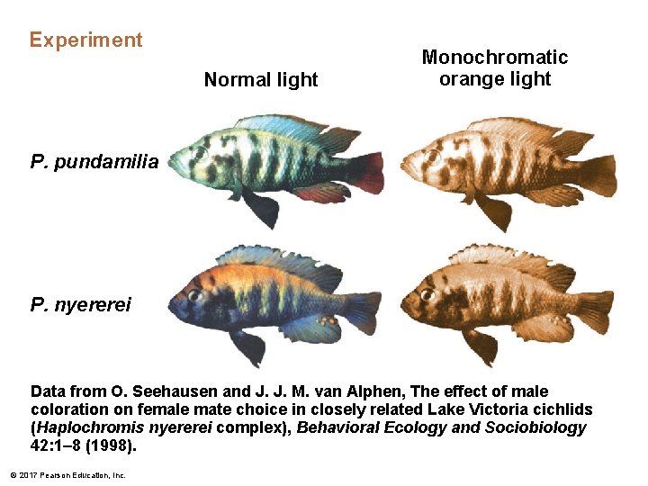 Experiment Normal light Monochromatic orange light P. pundamilia P. nyererei Data from O. Seehausen