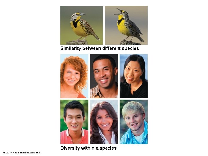 Similarity between different species Diversity within a species © 2017 Pearson Education, Inc. 