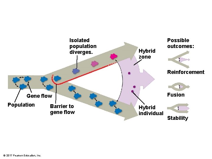 Isolated population diverges. Hybrid zone Possible outcomes: Reinforcement Fusion Gene flow Population © 2017
