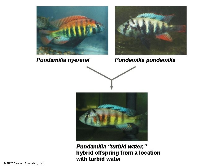 Pundamilia nyererei © 2017 Pearson Education, Inc. Pundamilia pundamilia Pundamilia “turbid water, ” hybrid