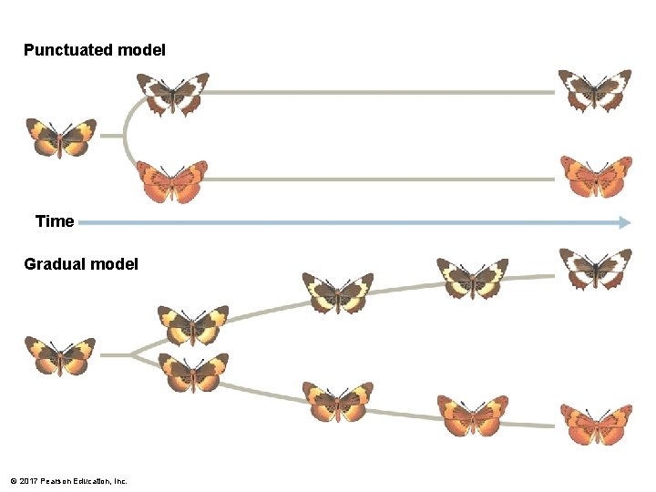 Punctuated model Time Gradual model © 2017 Pearson Education, Inc. 