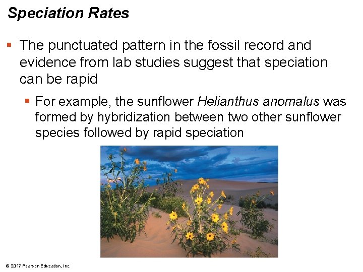 Speciation Rates § The punctuated pattern in the fossil record and evidence from lab